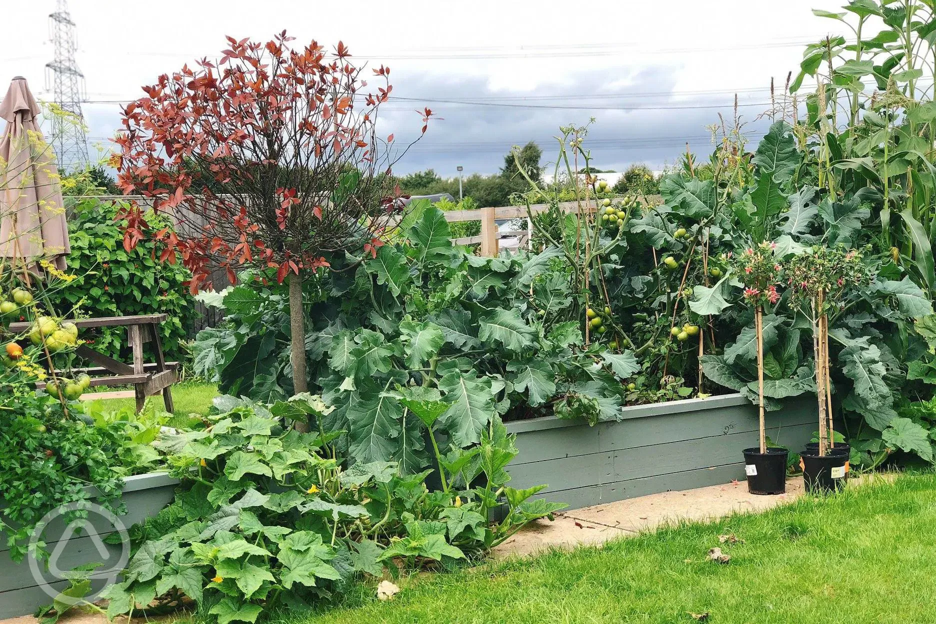 Cottage garden at Bat and Ball pub