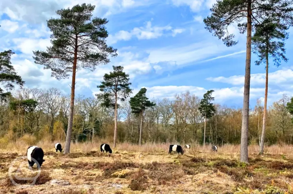 Lavington Common - a ten minute walk from the site