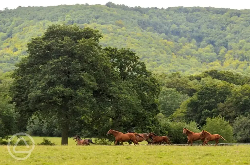 Horses in the next field