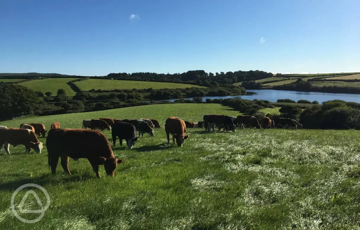 Cattle grazing nearby