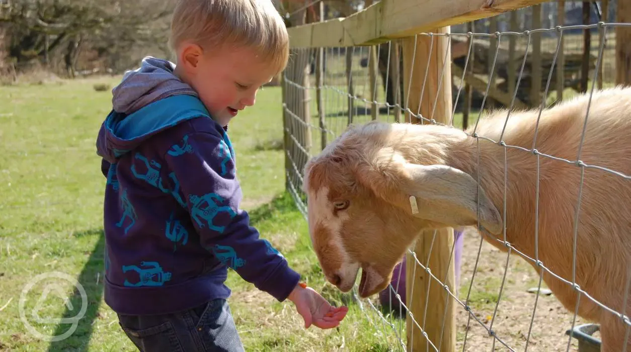 Children playing with goats on the farm