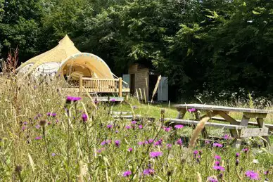 Star Field Camping and Glamping