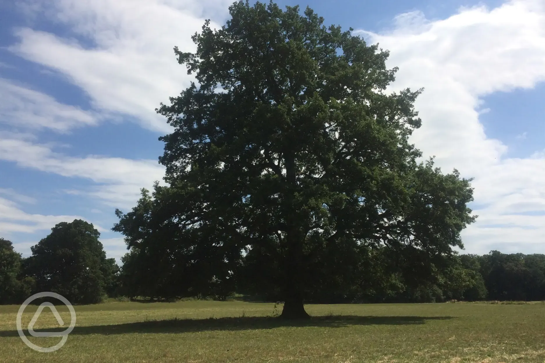 Our Favourite Tree at Stockton Park