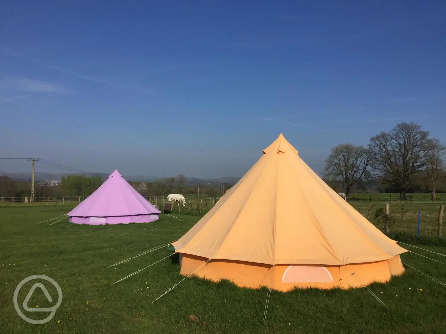 Horses grazing by the bell tents