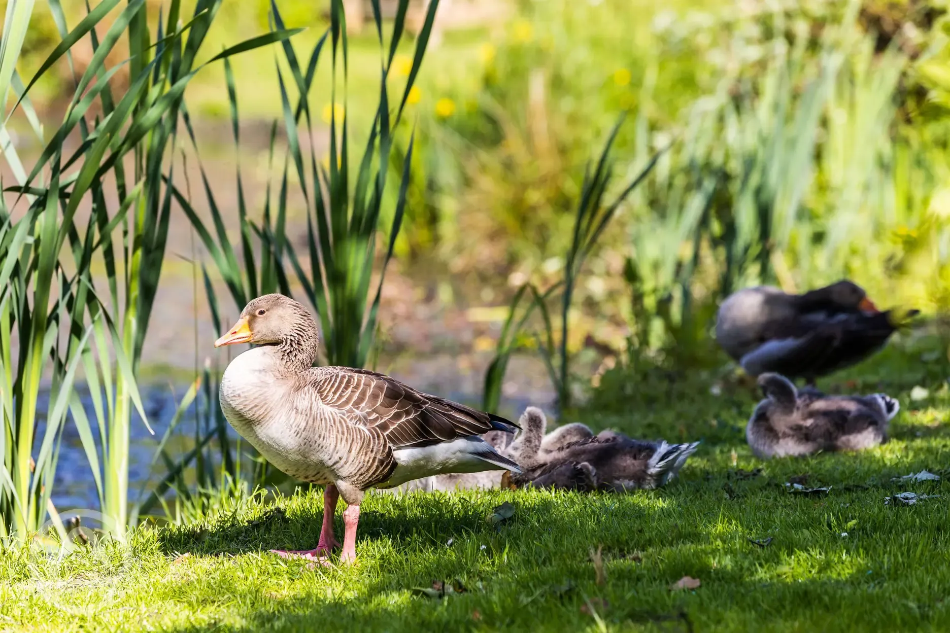Ducks by the lake at Carn Springs
