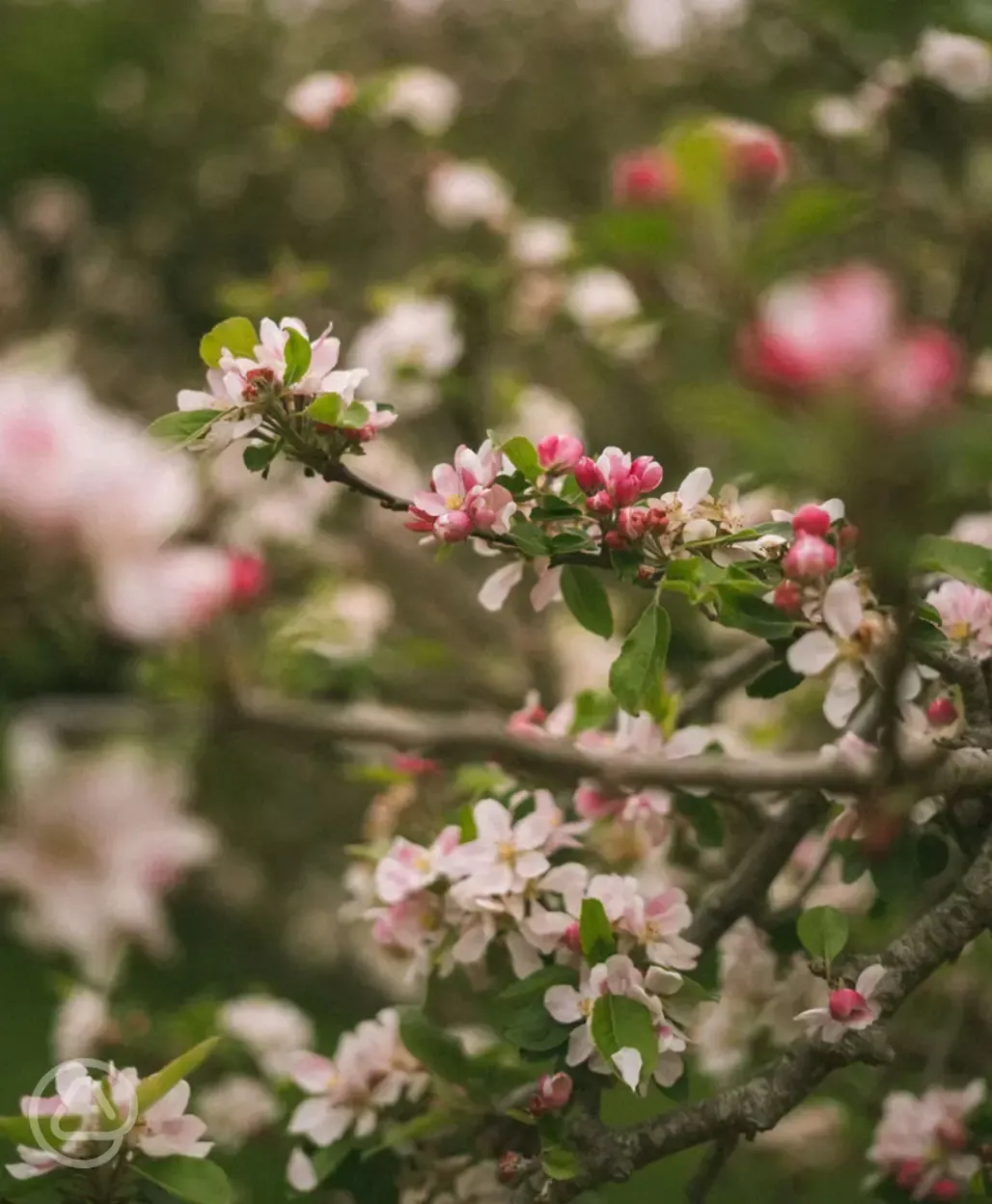 Blossom in spring