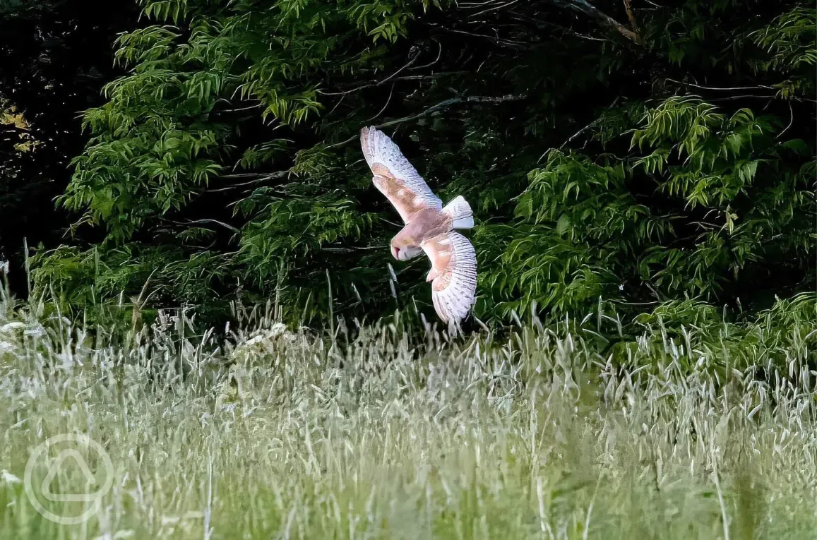 Visiting owl