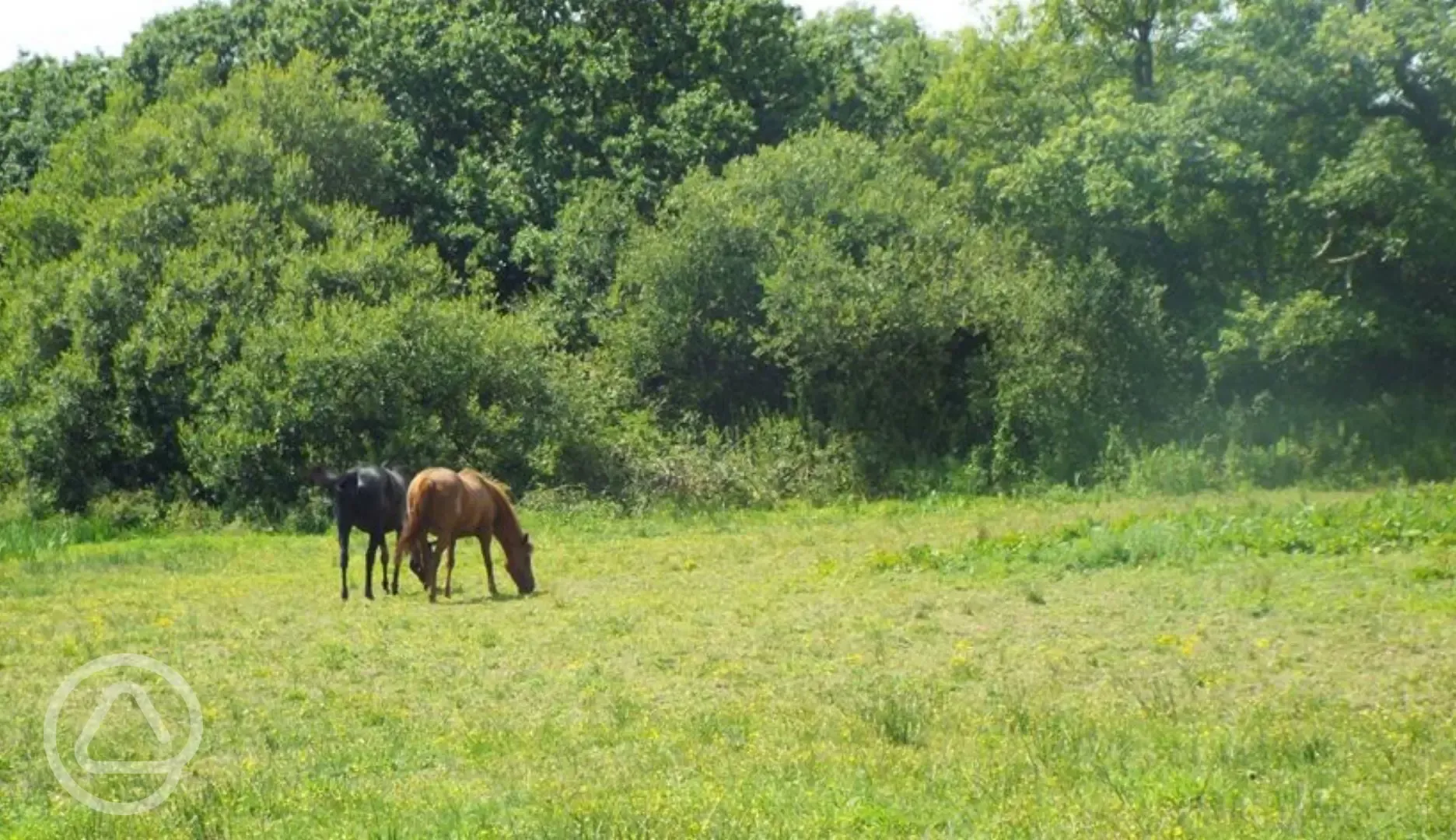 Horses grazing 