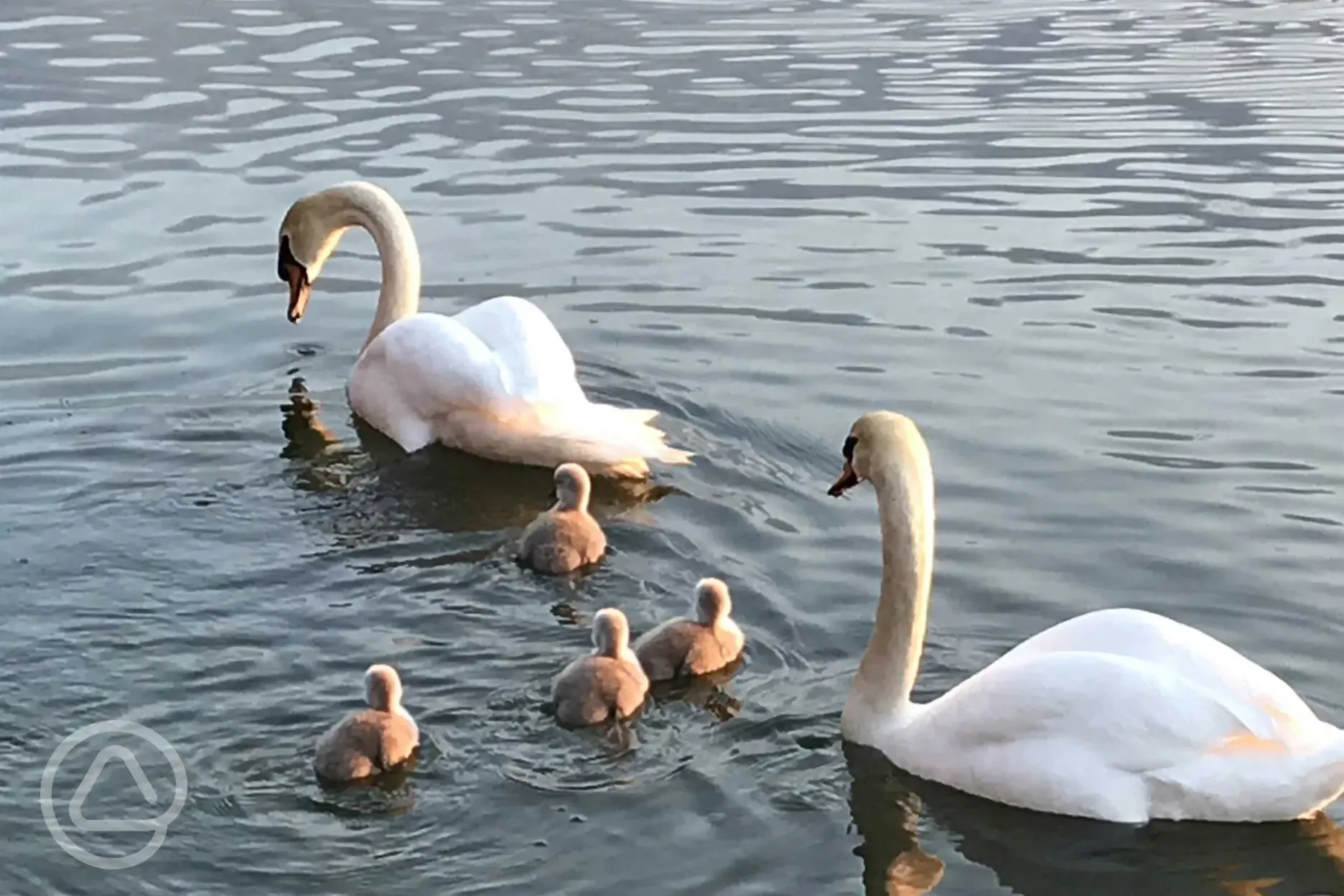 New family of swans