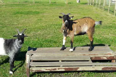 Pigmy goats 