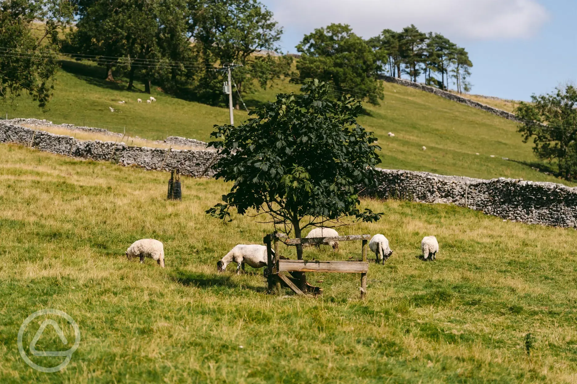 Neighbouring sheep