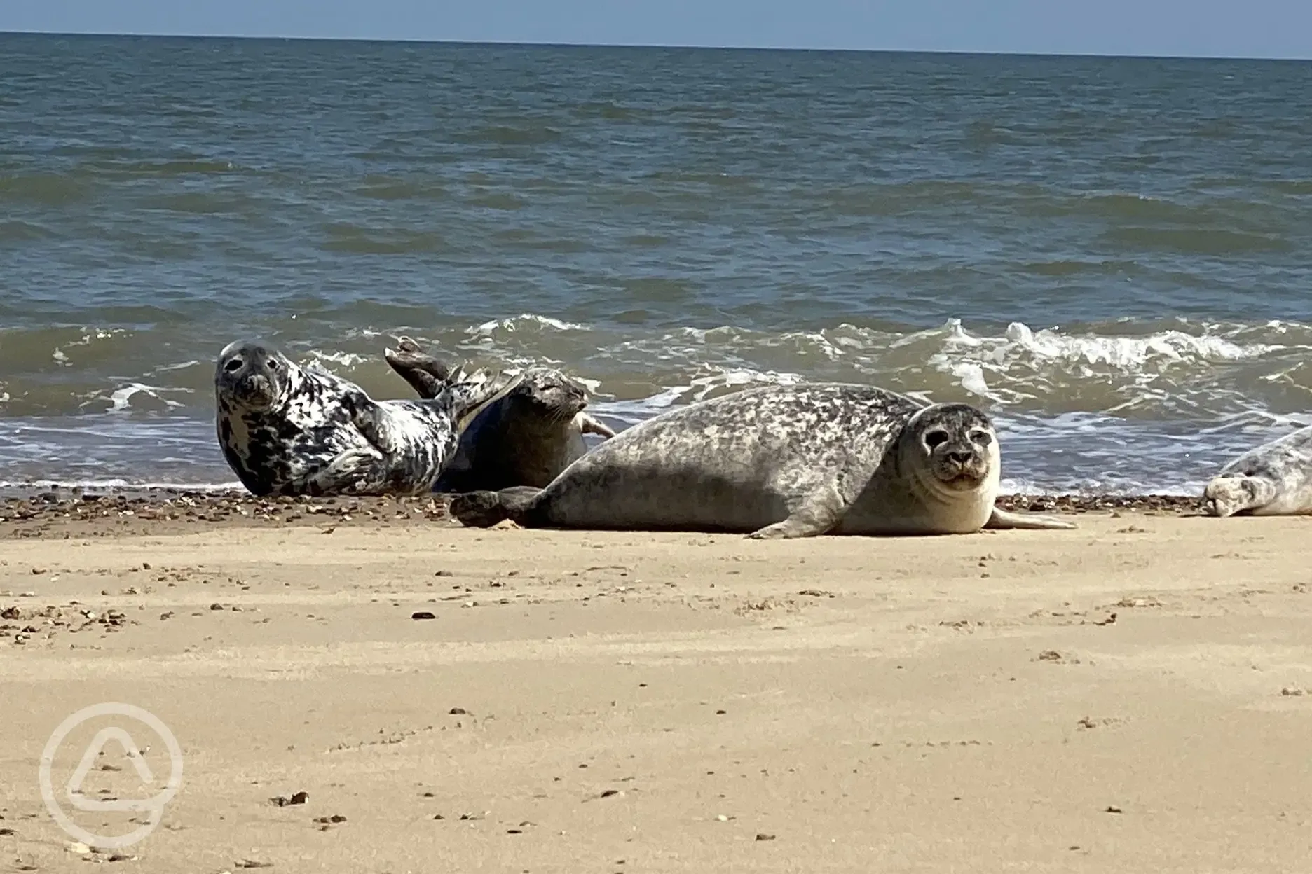 Seals at nearby Waxham beach