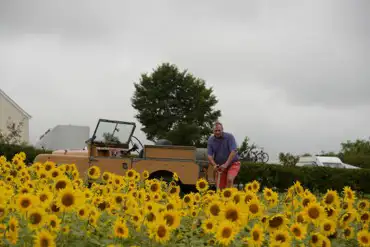 Land Rover in the sunflowers