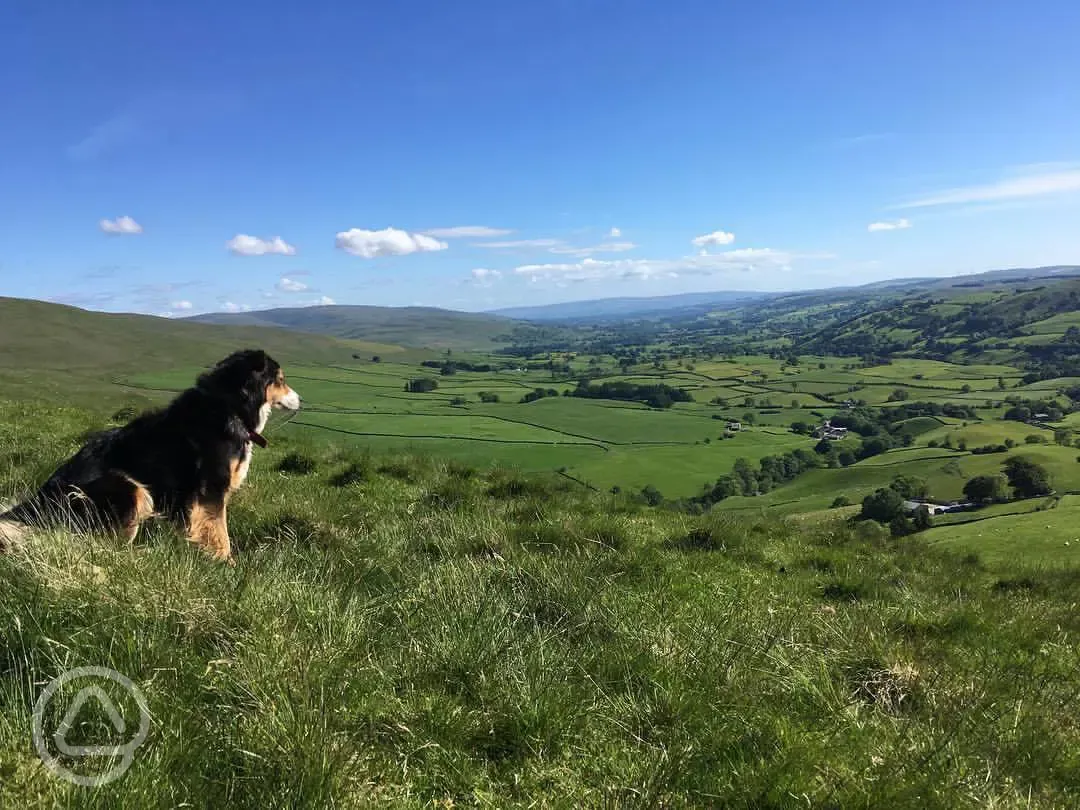 Dog friendly walks in Cumbria
