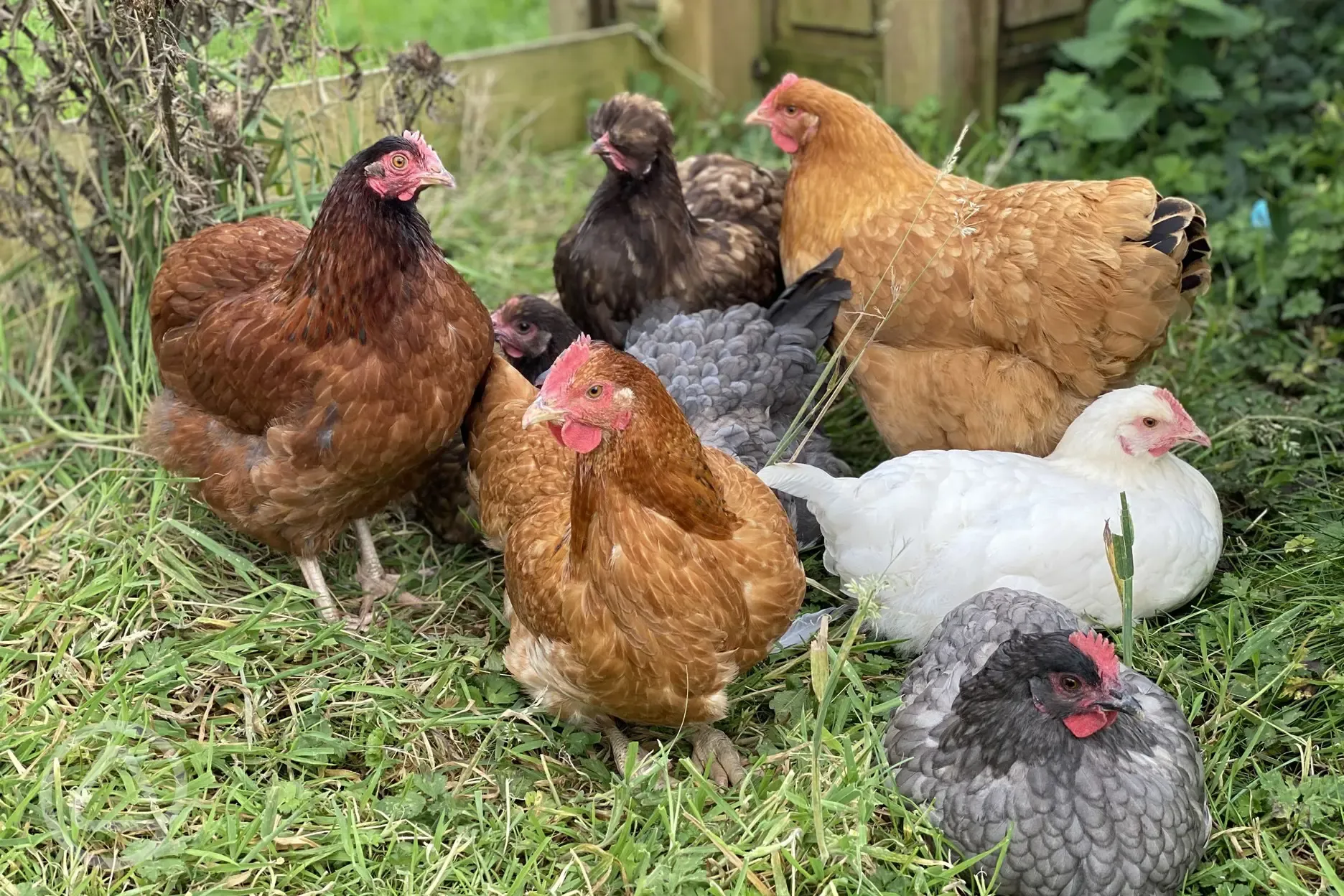 VERY friendly chickens on site