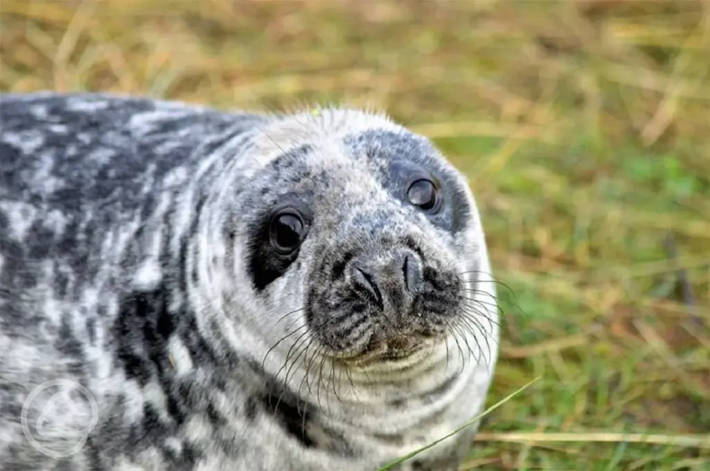 Seals at Mablethorpe