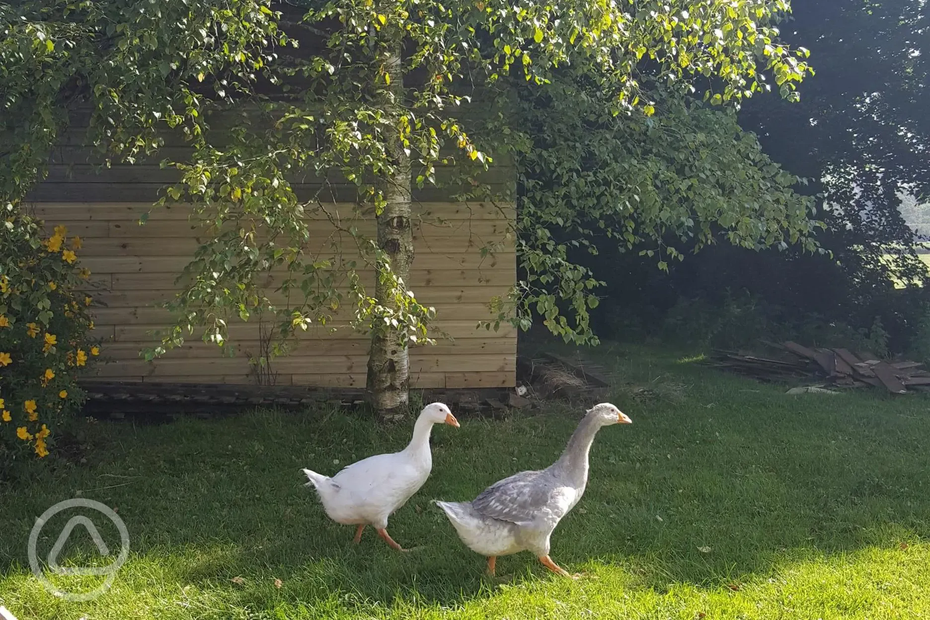 Geese at Hideaway Camping Pembrokeshire