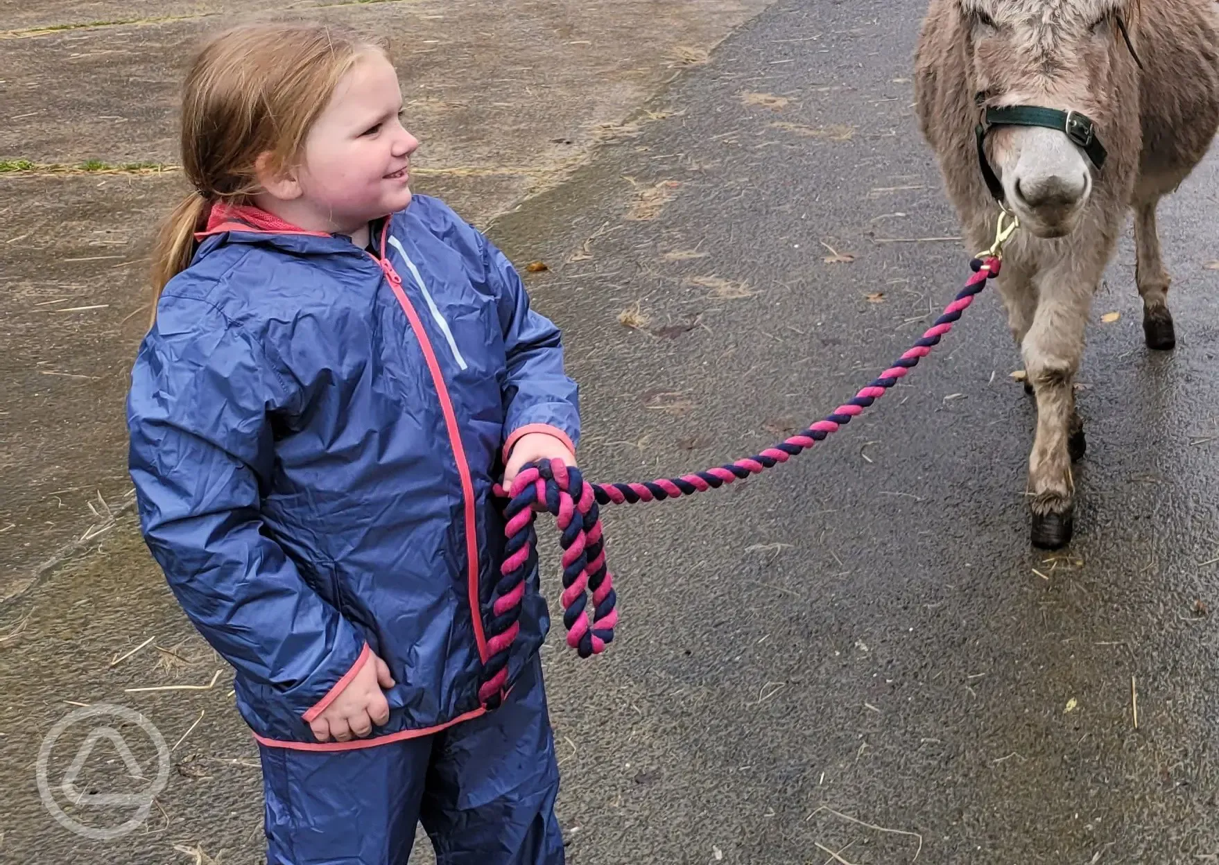 A walk with our friendly donkeys