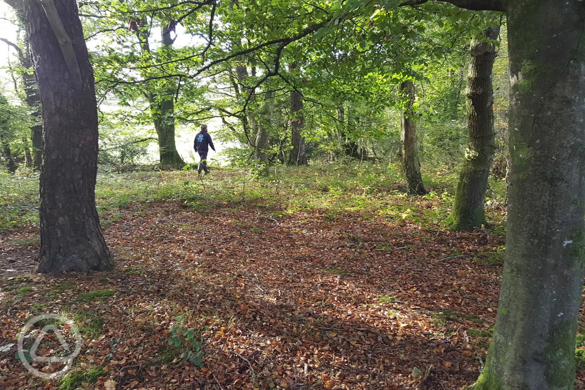 Woodland walk at Hideaway Camping