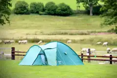 Grass tent pitches (optional 16 amp electric) with neighbouring sheep fields