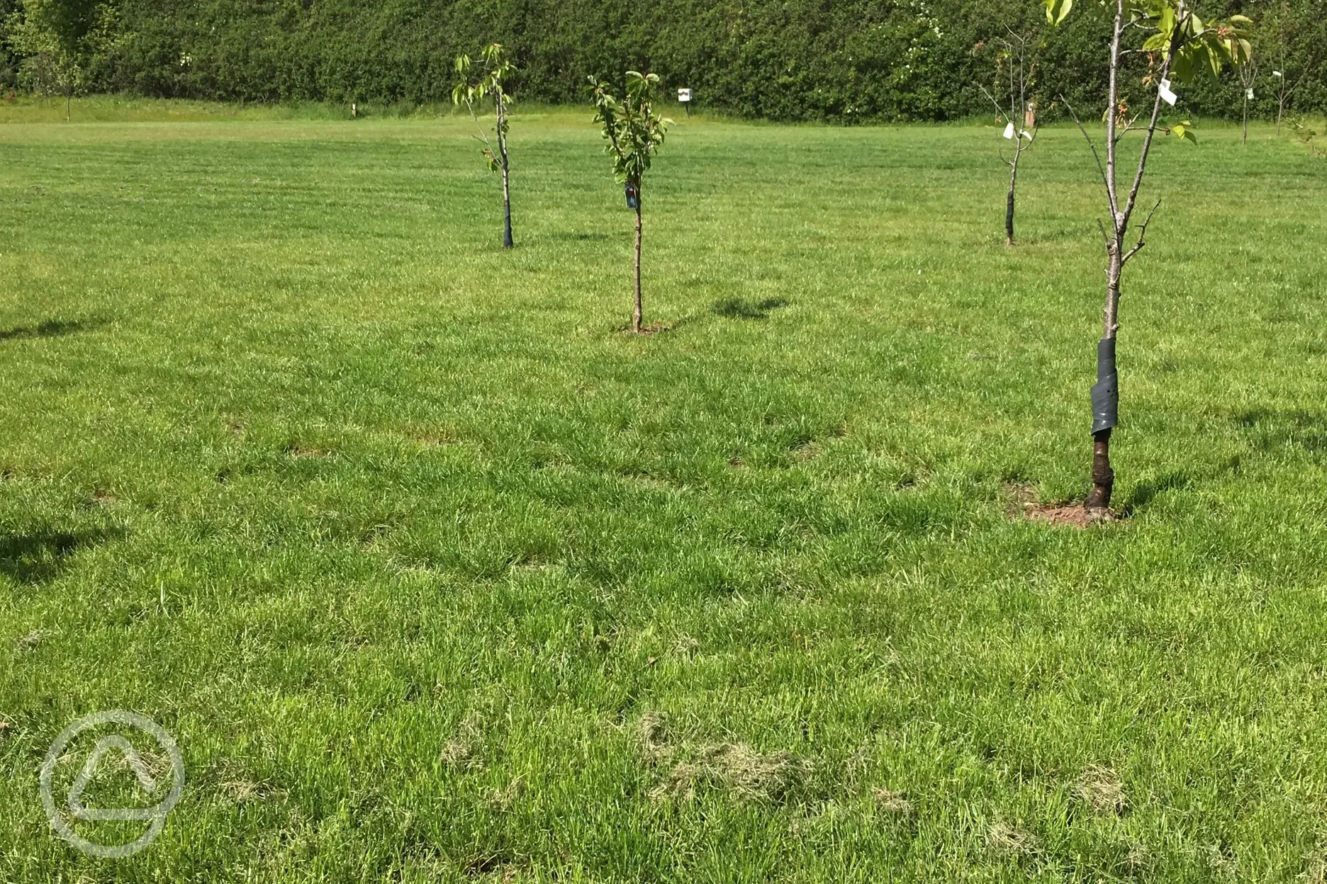 newly planted cherry trees