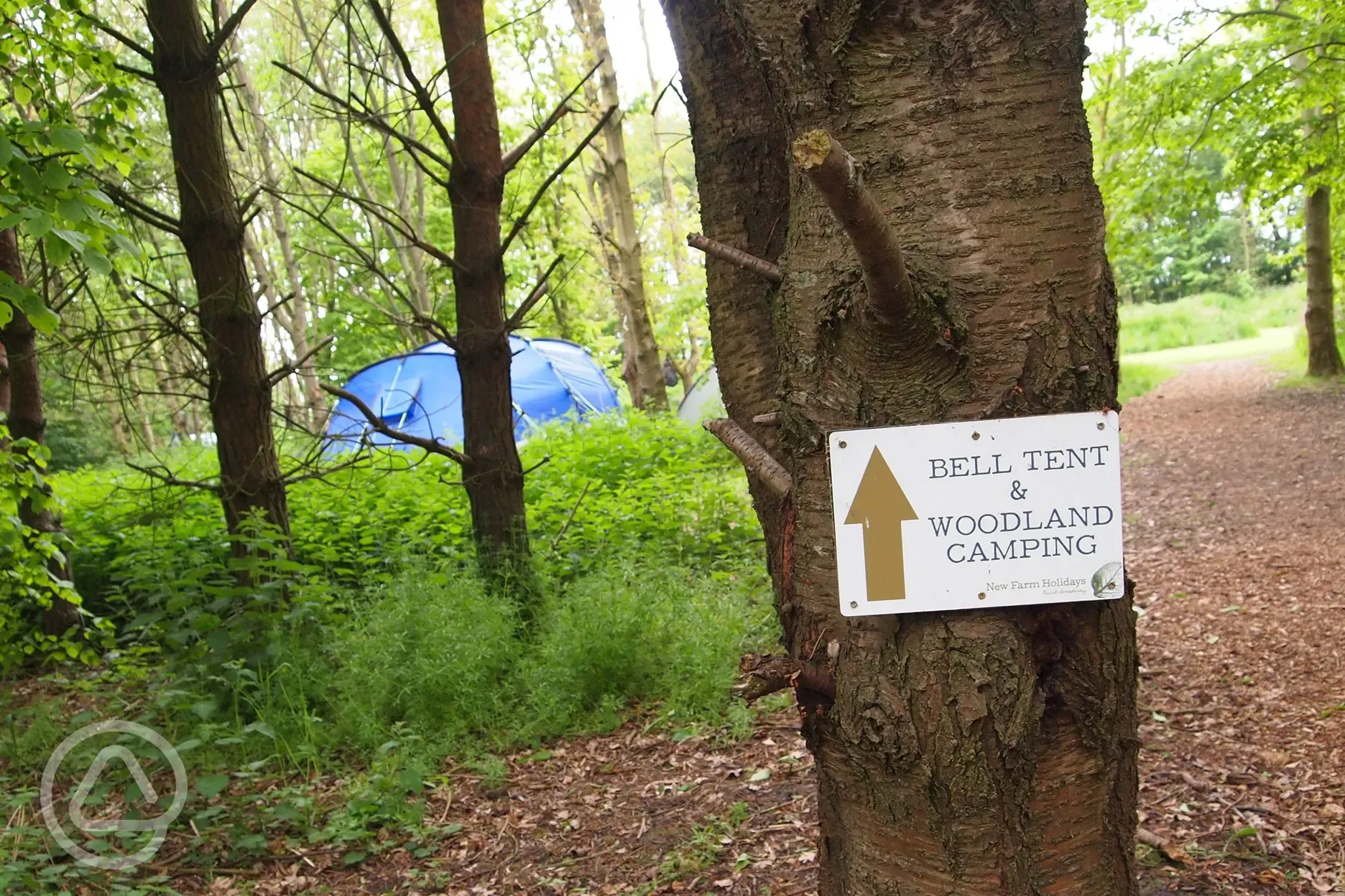 Tent camping in the woods