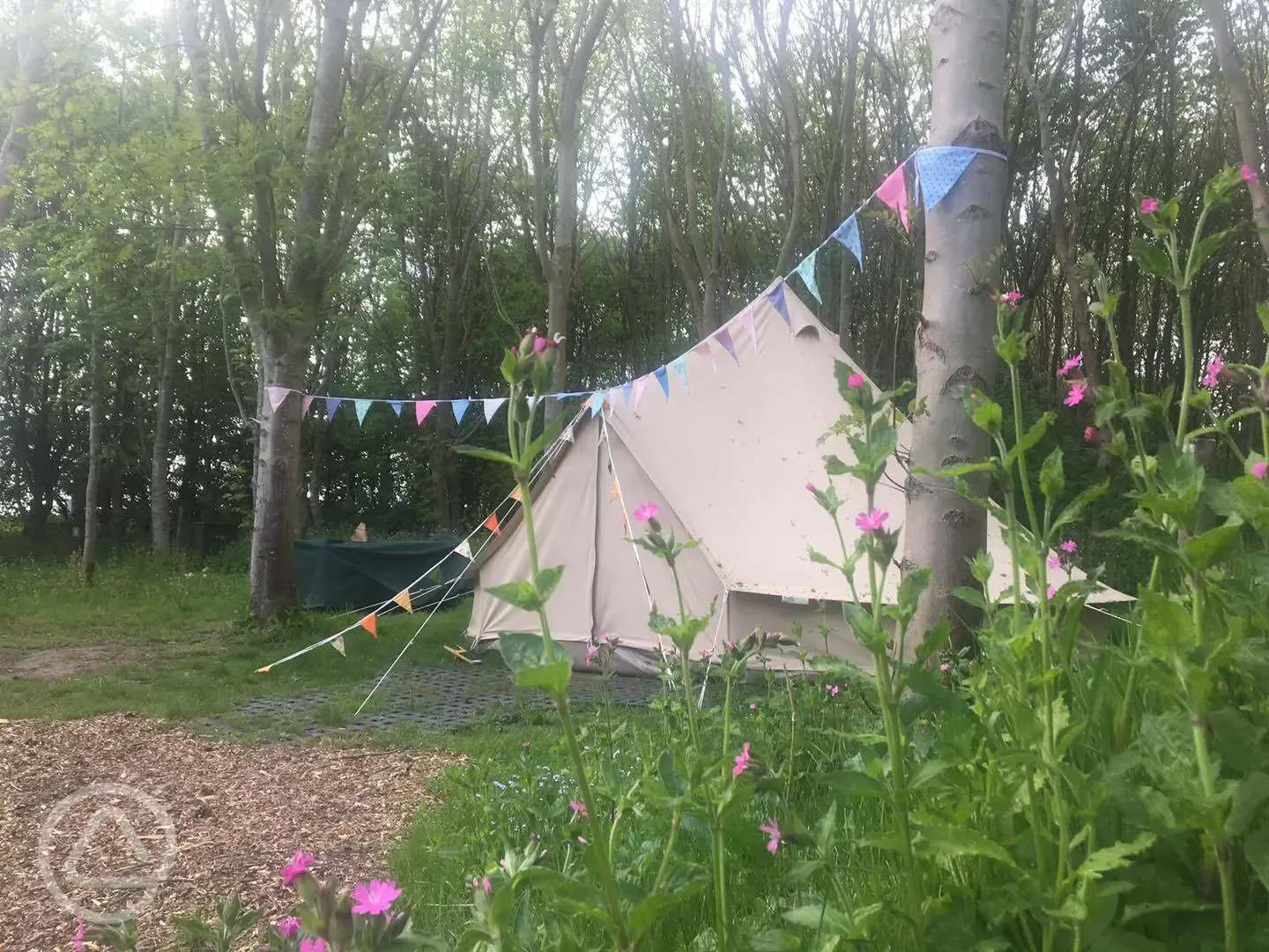 Bell tent near woodland