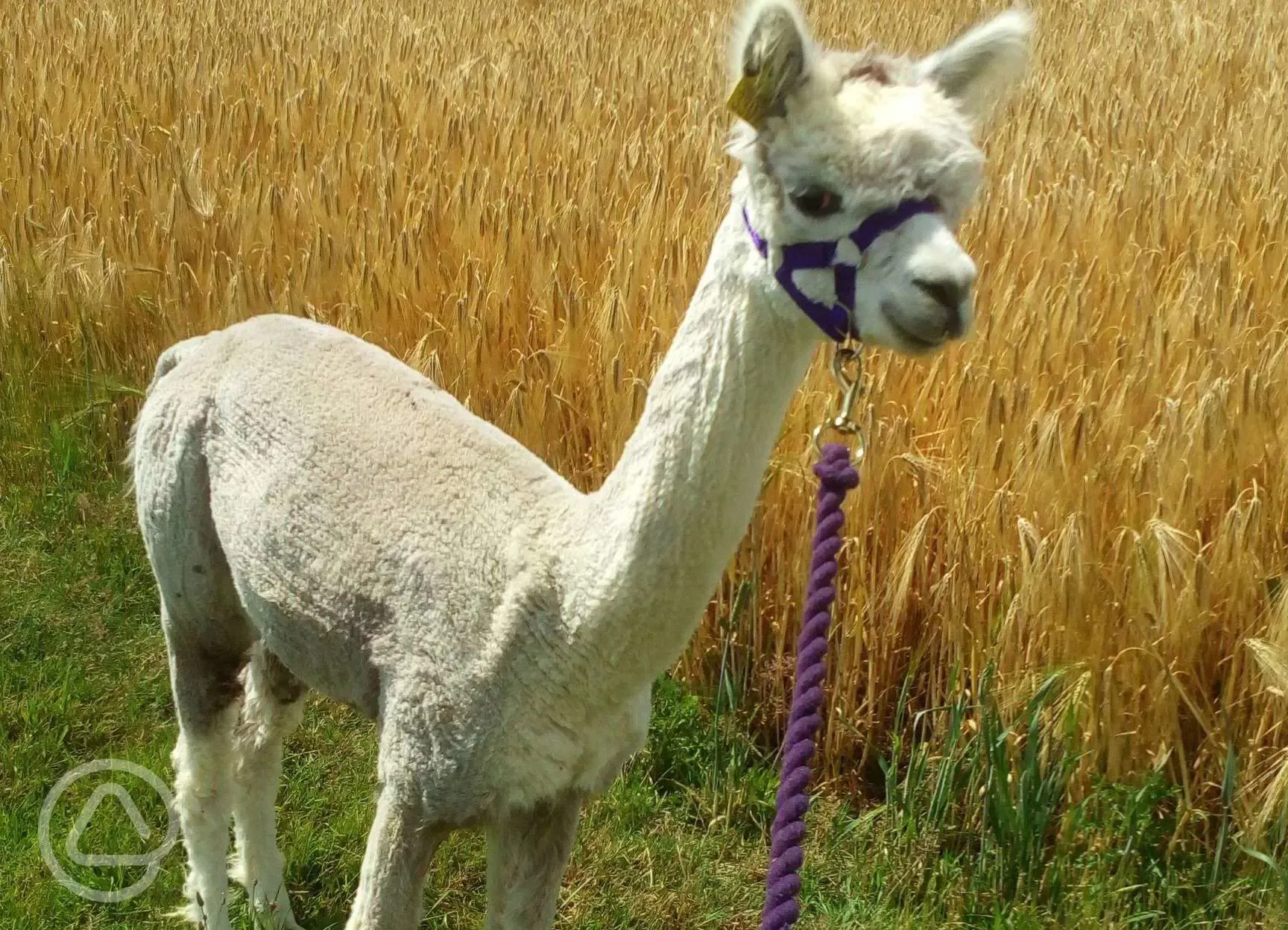 Alpaca Alpaca