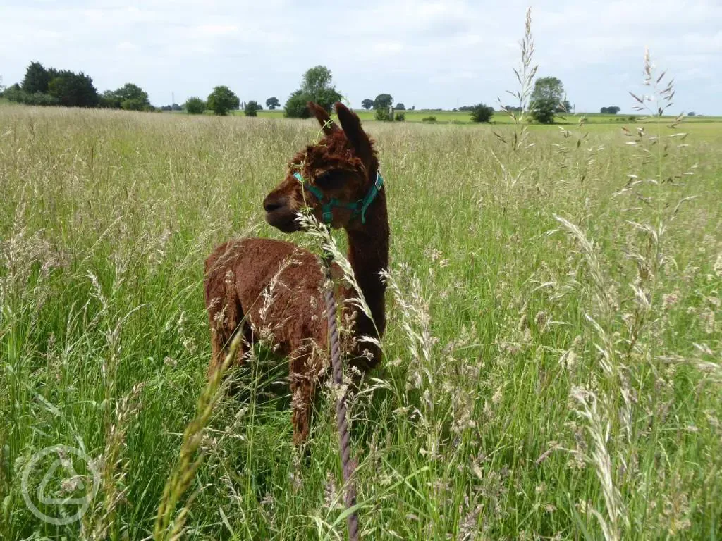 Alpacas 