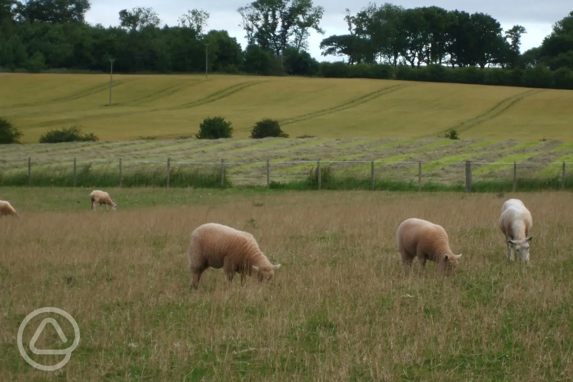 Open views across fields