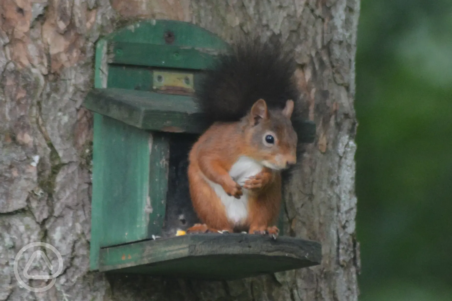 Red Squirrel on feeder