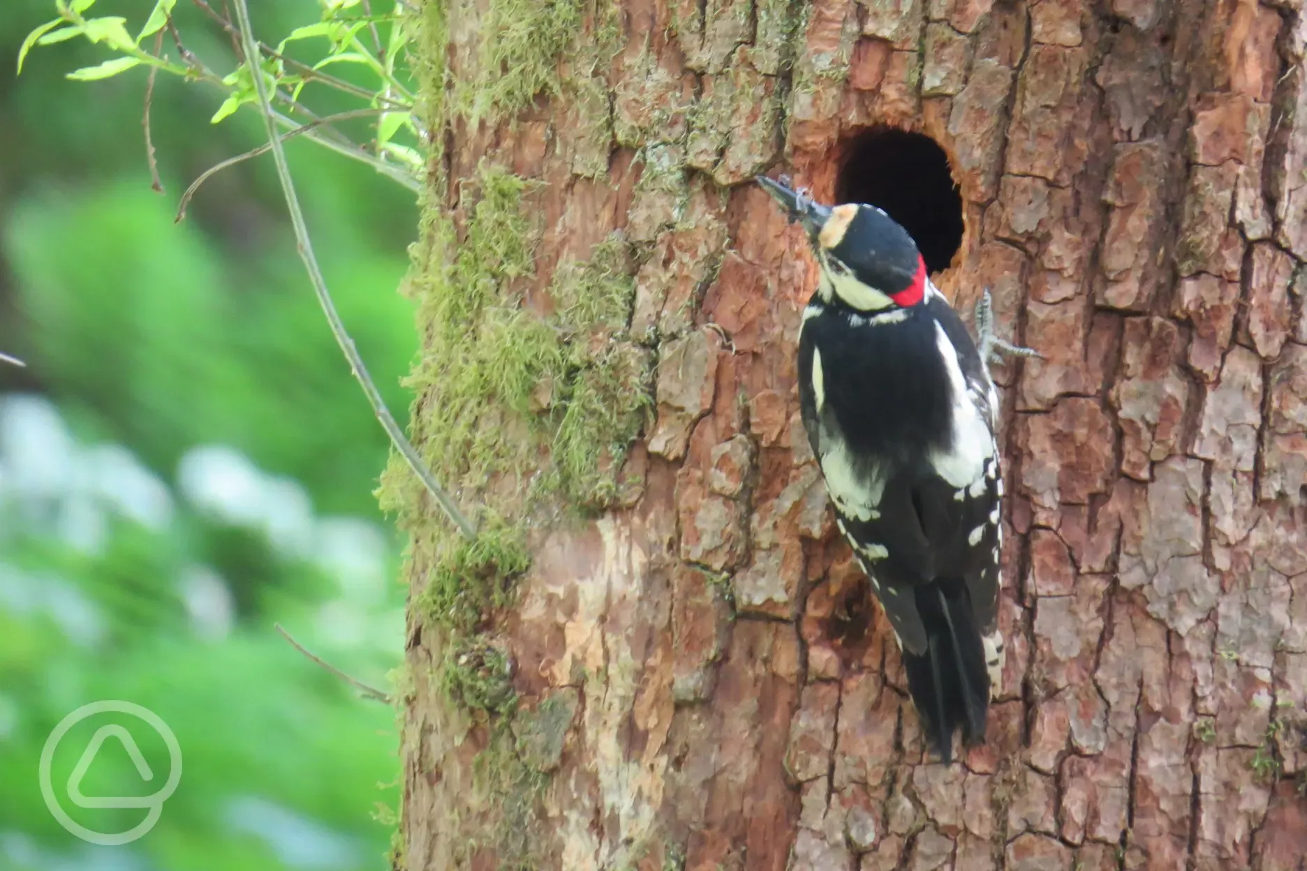 Woodpecker at its nest