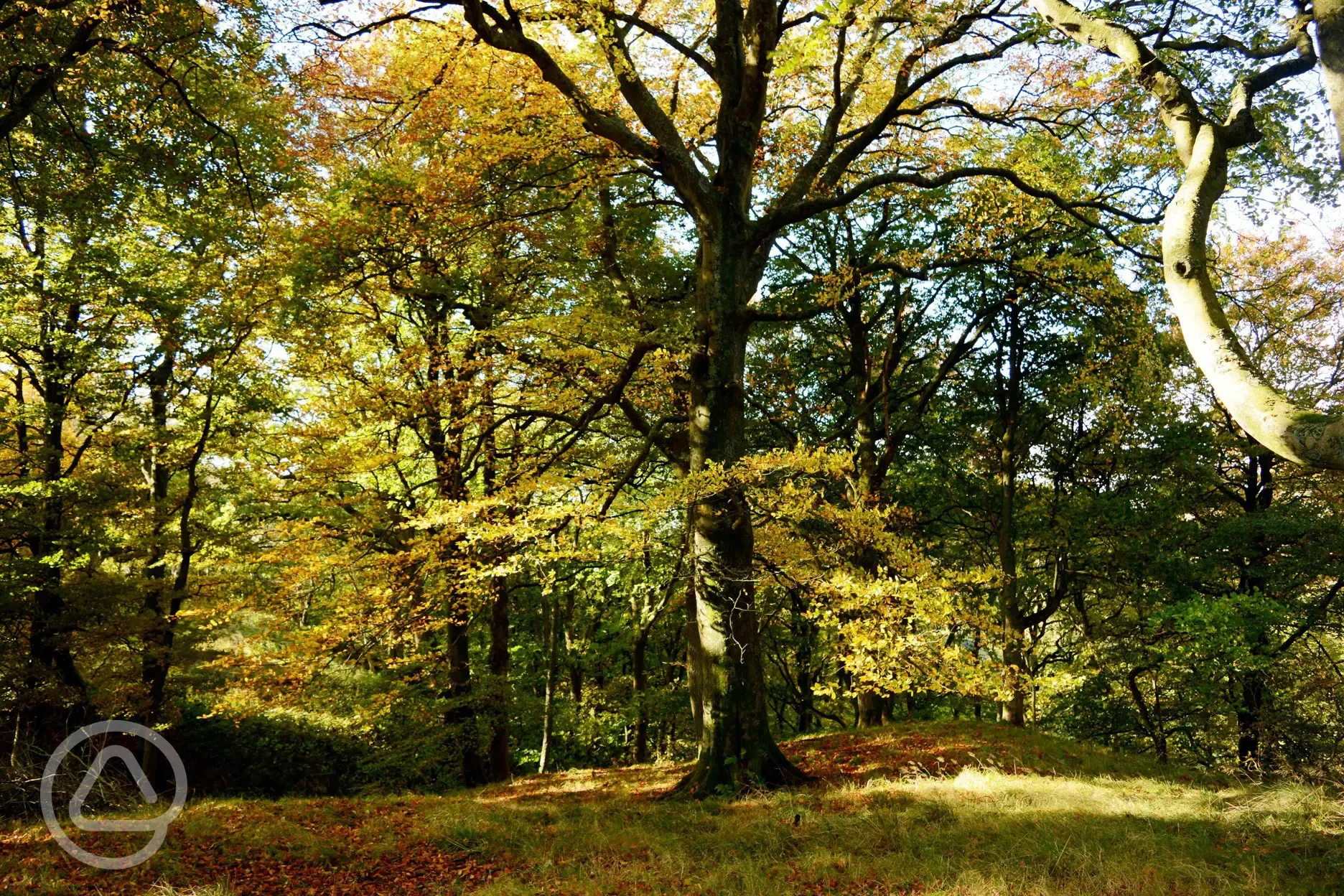 Woodland in Autumn