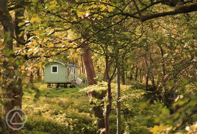 Hut in woods