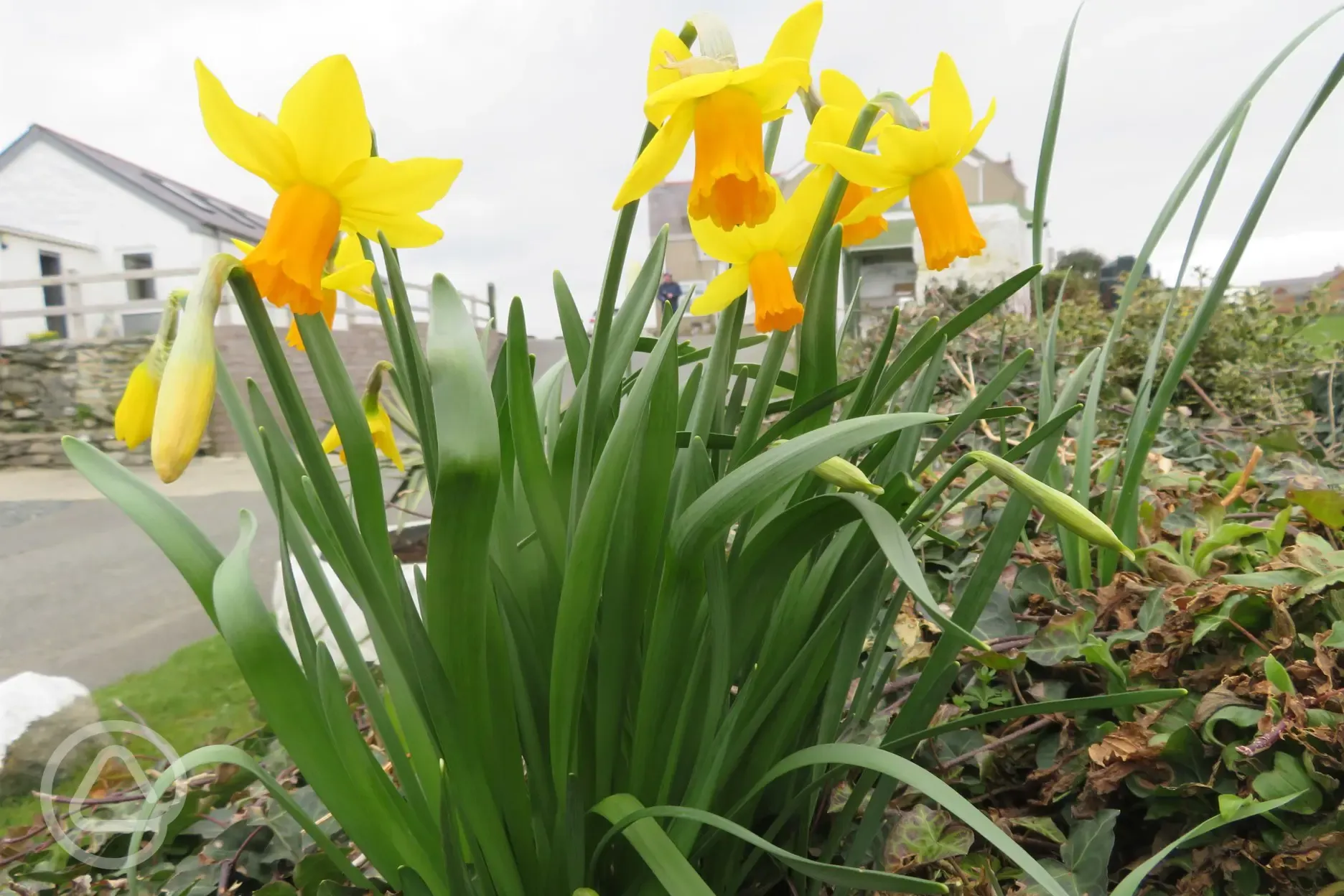 Spring at Pen y Bont