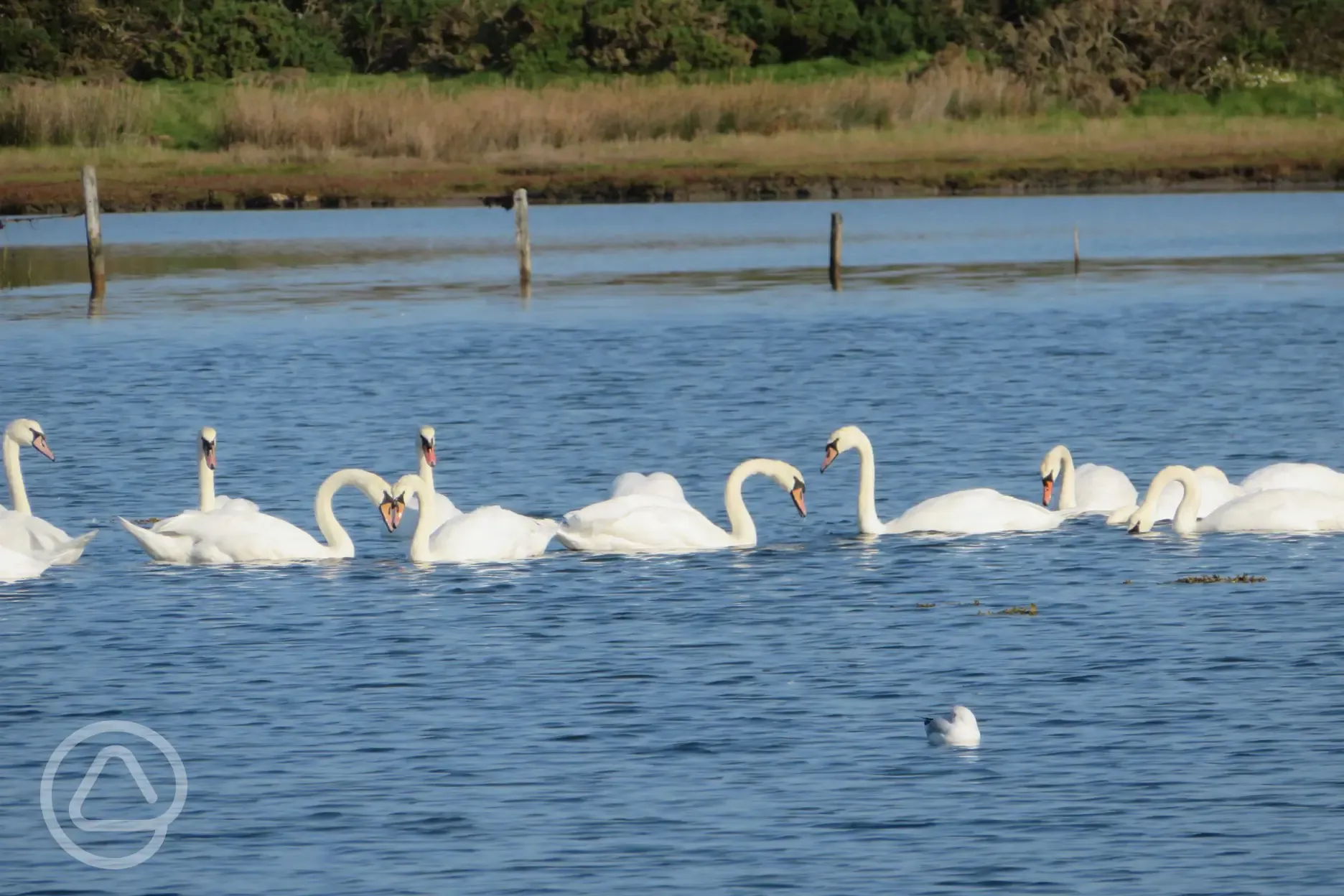 Swans on the inland sea
