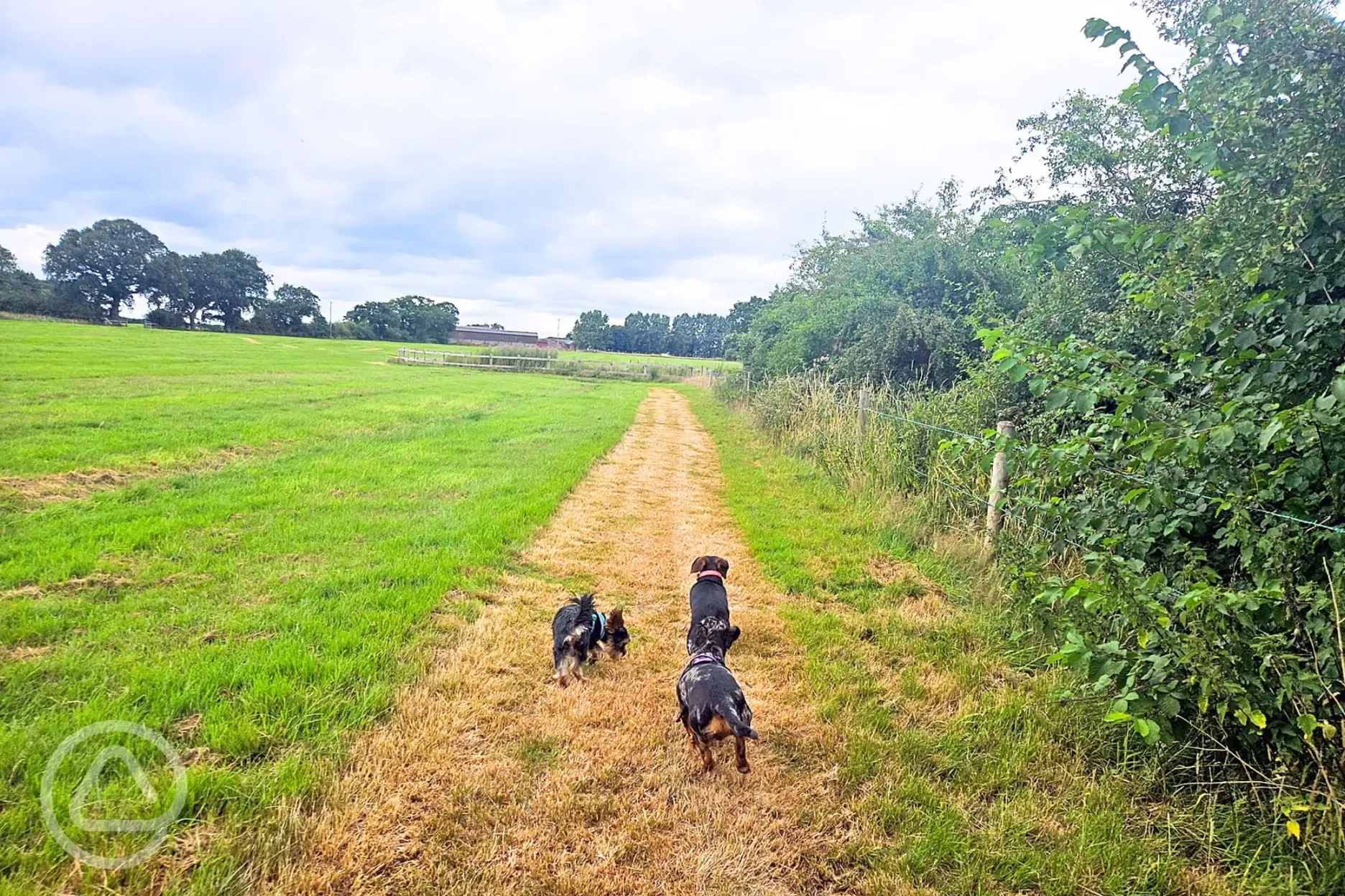 Neighbouring field that is great for dog walks