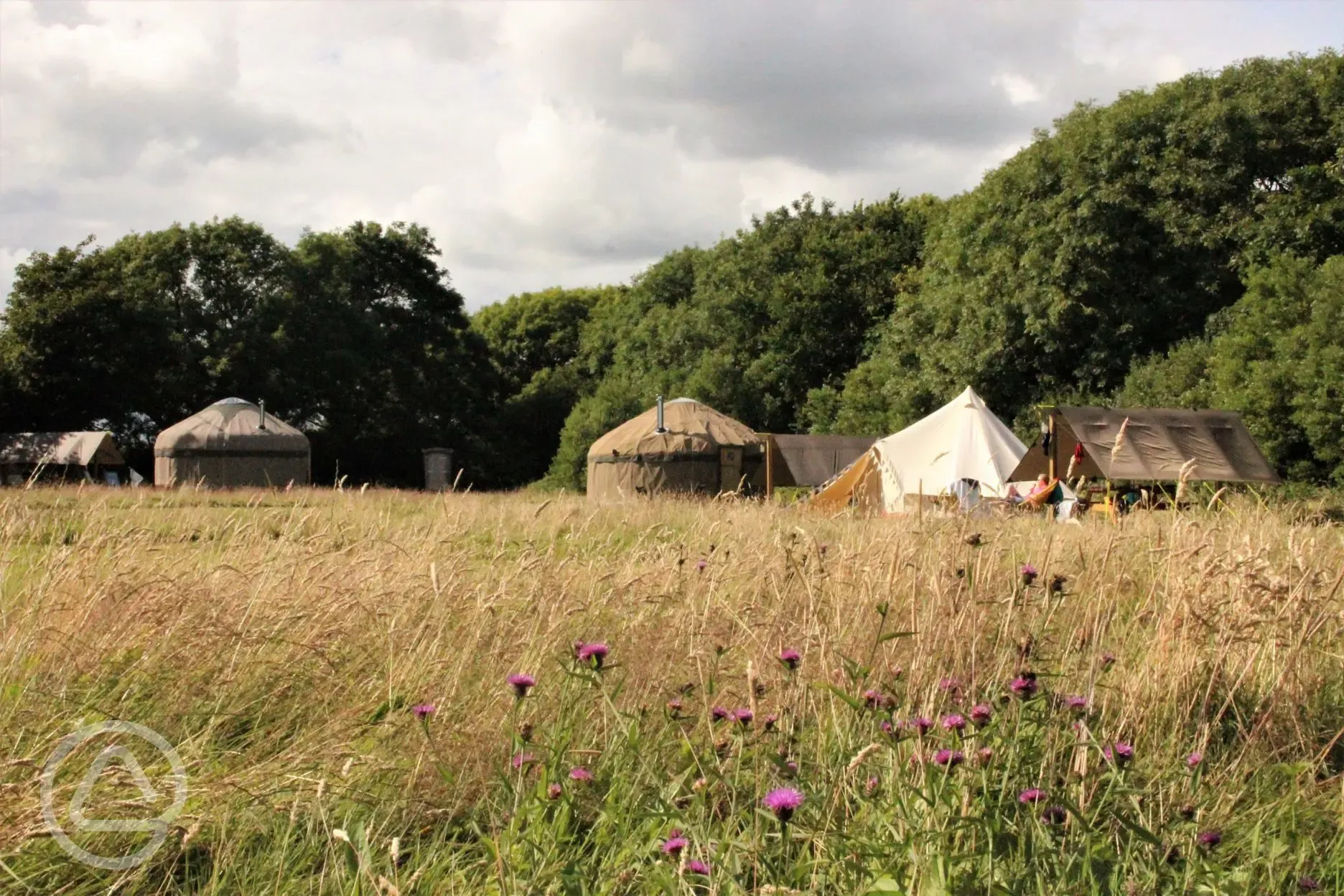 Yurts in the field at Stackpole Under the Stars