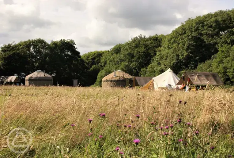 Yurts in the field at Stackpole Under the Stars