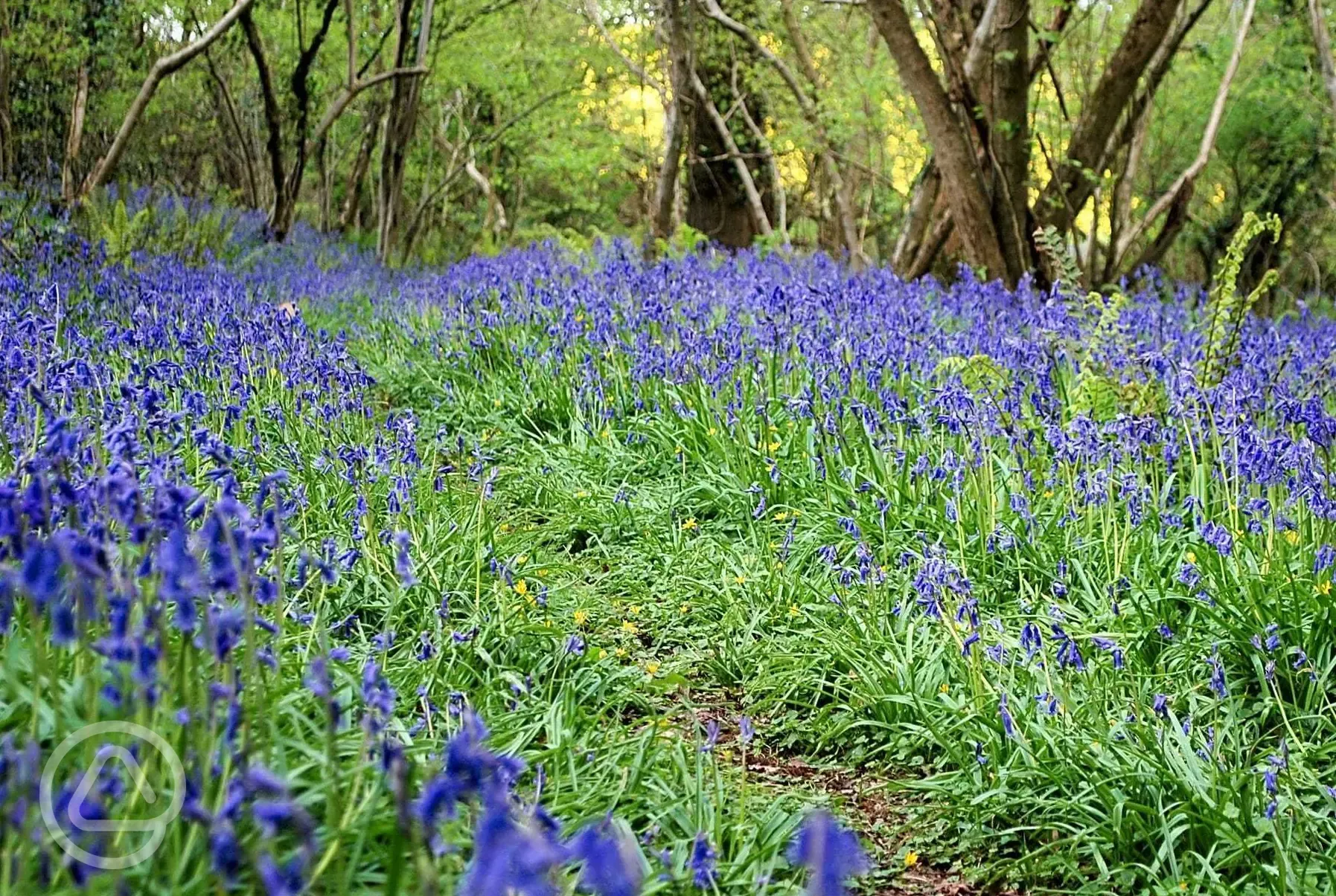 Bluebells at Dapplewood