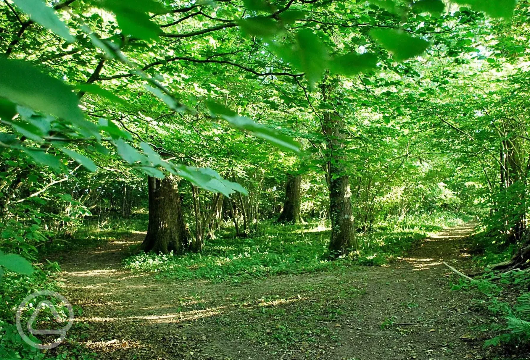Woodland walks from Dapplewood