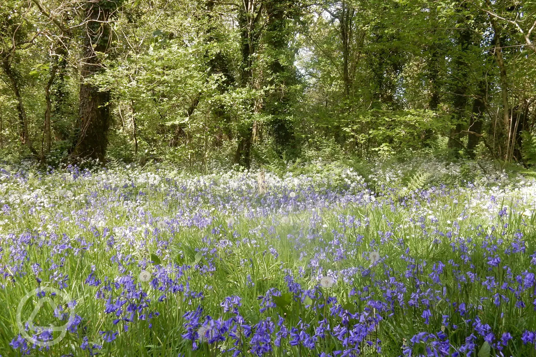 Wildflower woodland 