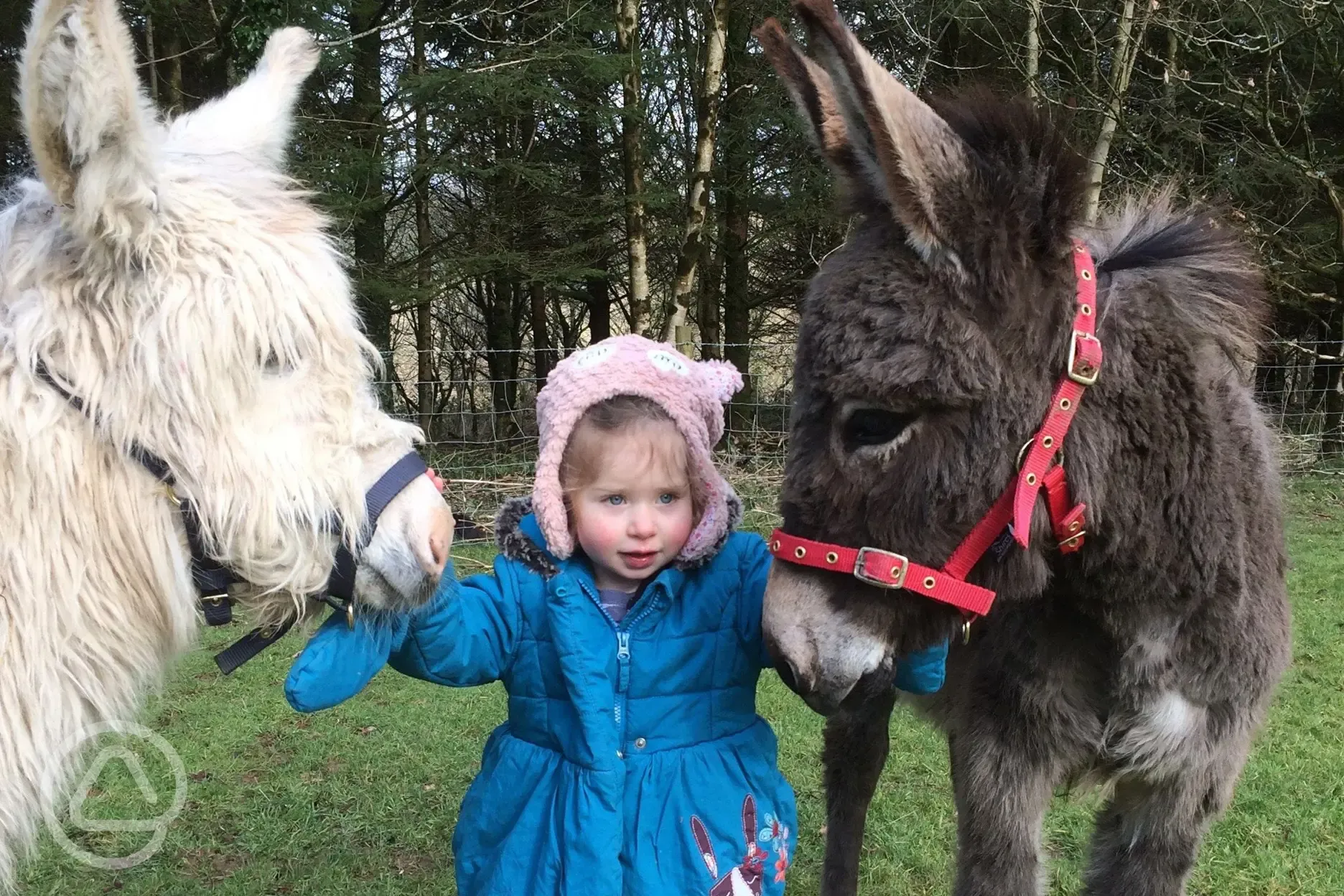 Meet the donkeys at Cwm Ty Coed