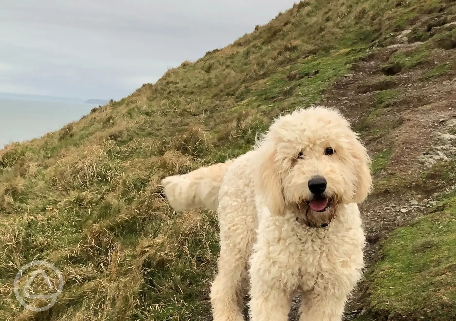 Dogs welcome, a great holiday for four legged friends.