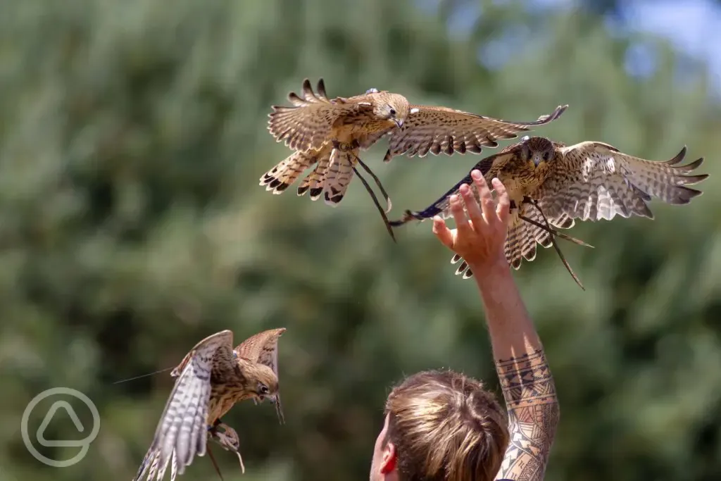 Nearby British Bird of Prey Centre