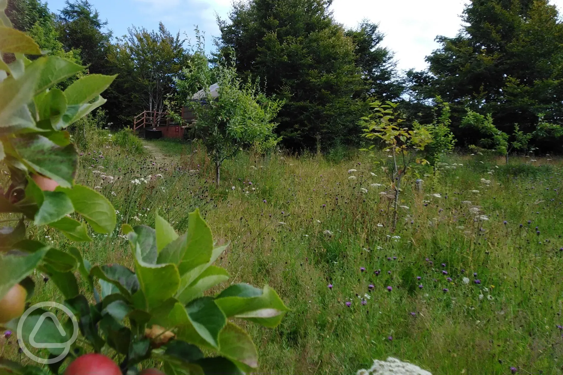 meadow and fruit trees on site