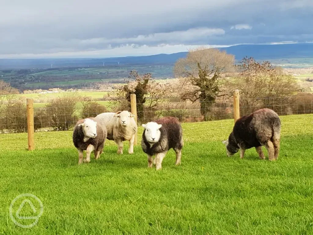 Sheep at Fellhill