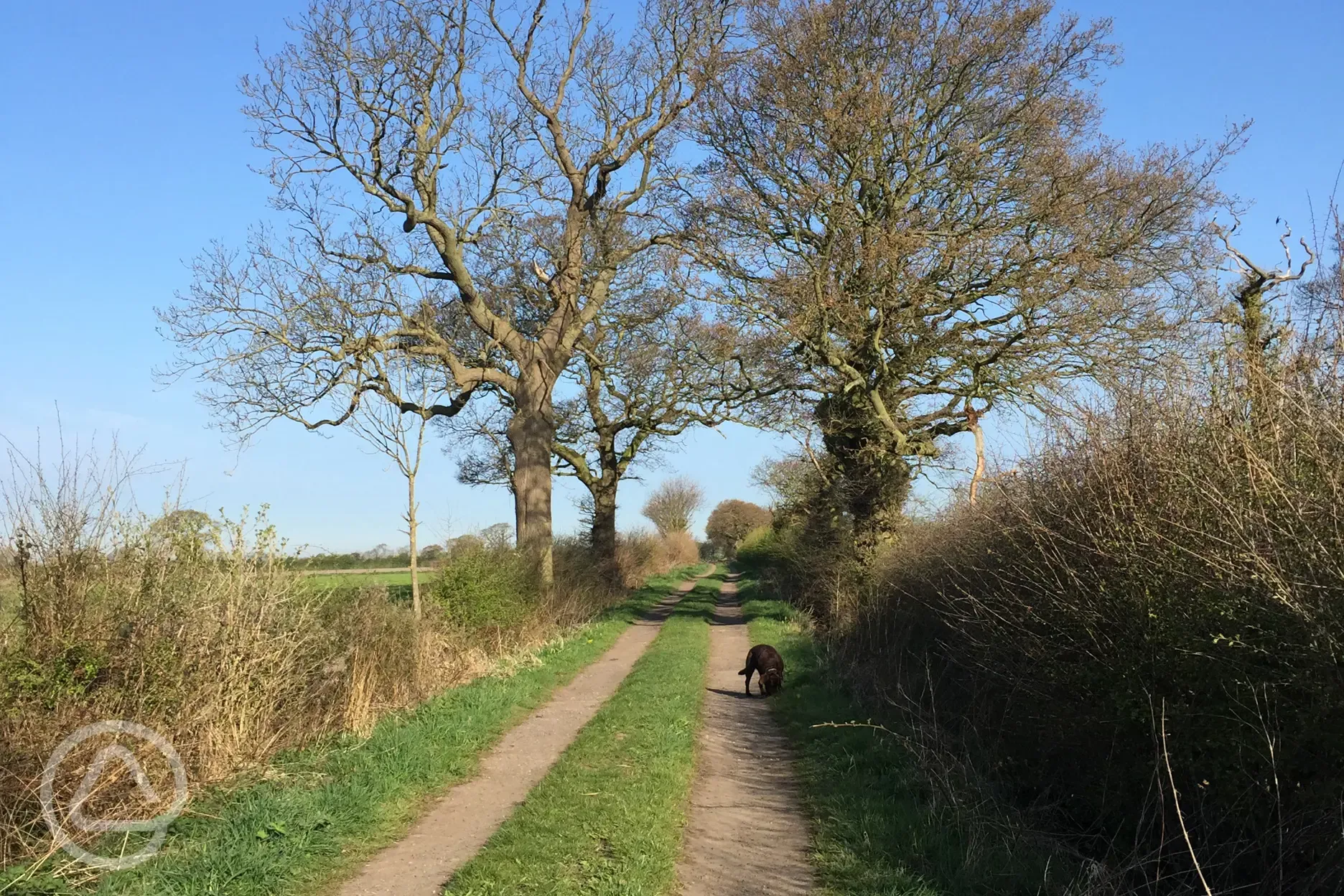 Nearby dog walk
