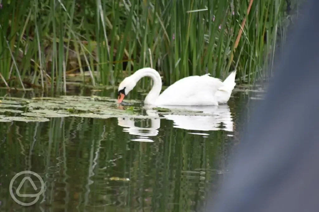 Swans in the river Trelander Camping 