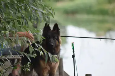 This lovely dog keeping her owner company while they fish